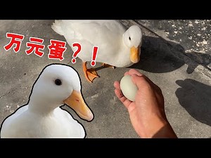 No wonder the Keer Duck is so expensive and has hatched for the fifth time