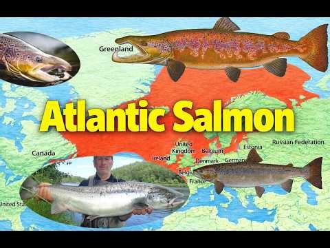 Atlantic Salmon