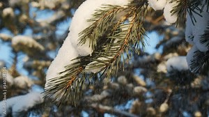 Snowy pine branches close up in December during snowfall. Coniferous snowy tree in winter with falling snowflakes. Slow motion footage of falling snowflakes. Beautiful winter landscape