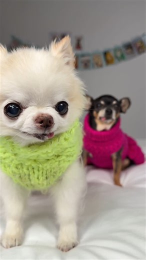 Tiny Chihuahua Cedric & Maya on Instagram: "Showing off our favourite handmade tiny dog sweaters 💛 I’ve had my bright neon green yellow sweater for about 10 years 😉 It got made for me when I was still a young chihuahua boy and it still fits me like a glove 🥰 It’s my favourite clothing item and I wear it ever spring and fall 🥰 Maya’s got a hot pink sweater dress to match me 🎀 It keeps her short haired chihuahua body nice a warm on chilly spring nights 🥰Plus she look stunning in it 🥰 What d