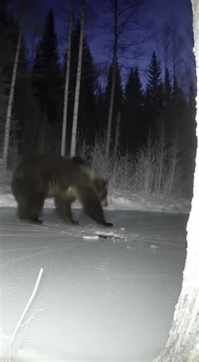 Bear Steps Onto Thin Ice and Freezes