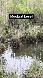 28 reactions · 11 shares |  Did you know? Muskrats are more than...