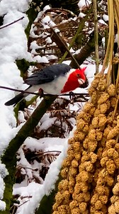 5.6K views · 98 reactions | Red Crested Cardinal and weaver birds #birds #bird | Tropical Aviary Birds - Torben Dehlholm | Facebook