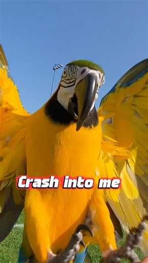 POV: Chester coming for landing 😂😂#Funny #funnyedit #parrot #lol #petcomedy