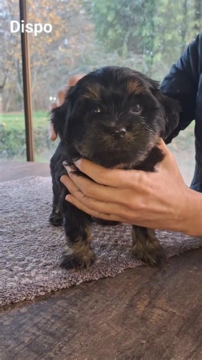 Bichons Havanais / Lhassa Apso Du Buisson de la Passée on Reels