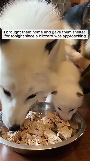 I saved a White fox from drowning in the freezing lake