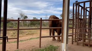 107K views · 6.5K reactions | It seems that Lady’s curiosity is...