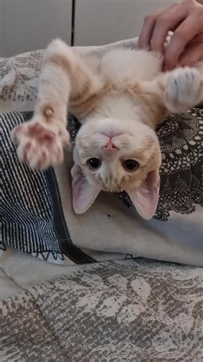 Loki making air biscuits 🥺#Loki #catsoftiktok #happyguy #biscuits