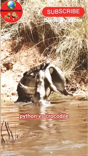 Crocodile vs Python – When Power Meets Real Strength #wildlife #shots #nature
