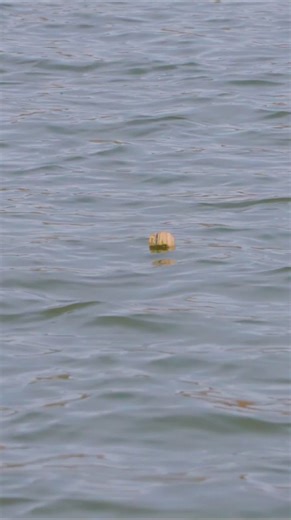 13K views · 103 reactions | How to fish without Livescope... old school fishing. | American Crappie Trail | Facebook