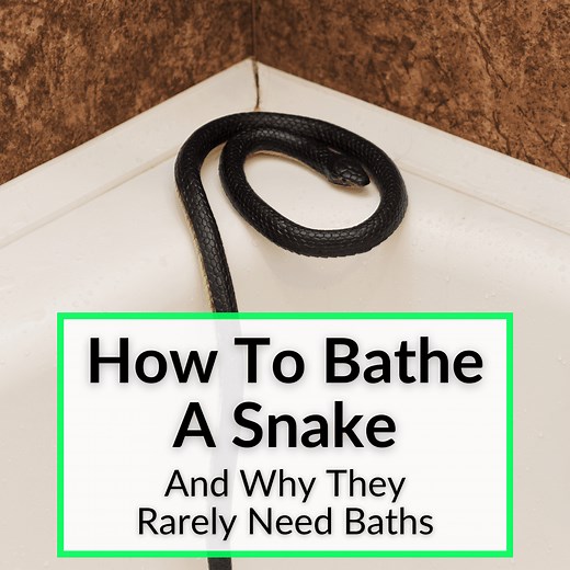 How To Bathe A Snake (And Why They Rarely Need Baths)