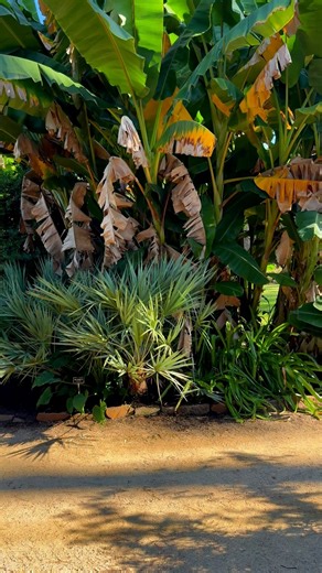 Mercer Botanical Gardens in Texas | yaboyruns