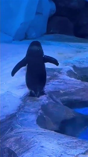 The Most Adorable Penguis ever#penguin #adoreble#cuteanimal#cute#cutebird #penguinlove #penguinfans