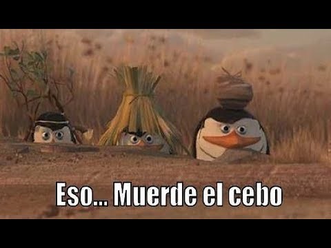 Eso muerde el cebo pinguinos de madagascar - meme