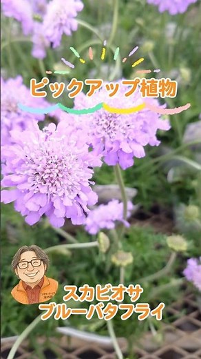 Introducing Scabiosa 'Blue Butterfly'!