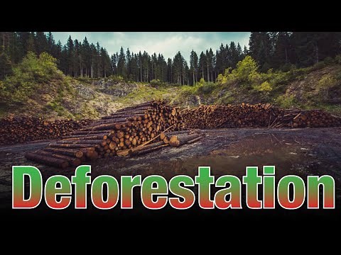 Deforestation | Causes and Effects | Video for Kids
