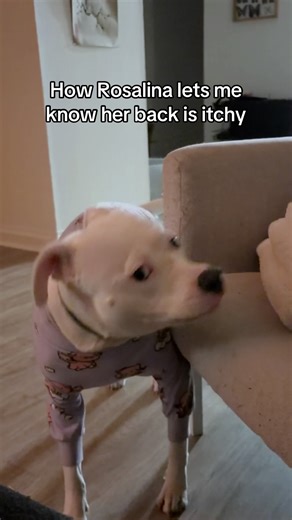 Creative Back Scratching with a Chair Leg