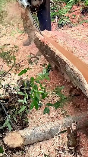 #WorkInProgress #fy #woodworking #cuts #trees #wooden #woodcutter #machine #chainsaw #treecut #cuts | Treecut247