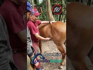 Abordaje o como agarrar el miembro pelviano, pata del caballo para evitar accidentes caballo yegua