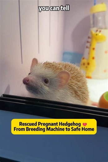Rescued Pregnant Hedgehog 💔 From Breeding Machine to Safe Home This emotional rescue story follows an African pygmy hedgehog saved from an unethical breeder where she was forced to give birth repeatedly. After being rescued, she's now in a safe, warm environment, finally getting the care she deserves. In this video, you'll see her first moments in her new home, exploring her habitat, drinking water after what seems like a long, exhausting journey, and even showing her quirky personality, like d
