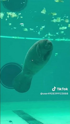 自分のうんこ食って気絶するマナティーが草