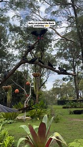 Yep 1000% I can tell them apart. Are you kidding me, they all look totally different. Here I'll show you. This video features baby Liz @wardle_liz joining the flock. A 12 month program and we are finally there ✊🏽👇🫶🐣 👉 Black Cockatoo Conservation Experience 👉 www.featheredfriends.com.au 👉 All booking info and comms via email only 📍Bargo . . . #bird #birds #cockatoo #blackcockatoo #parrot | Feathered Friends