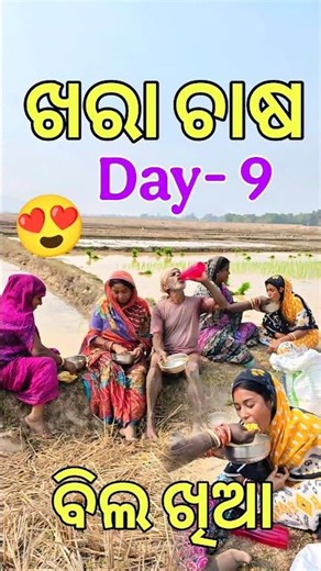 ବିଲରେ ଆଜି ପେଟେ ମୁଢି ତରକାରୀ ଖାଇଲି || ଖରାଟିଆ ଧାନ ଚାଷ Day- 9 😊 #Shorts #MiniVlog #Agriculture