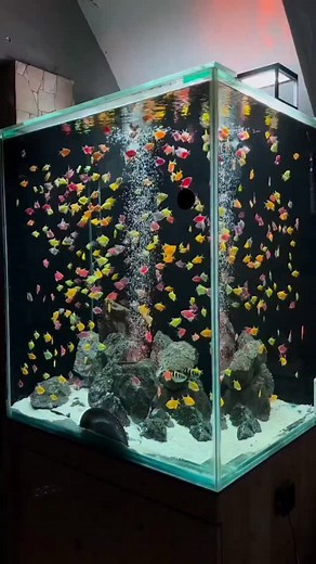 100 pcs minimum quantity @10 9037560708 | Koizone India