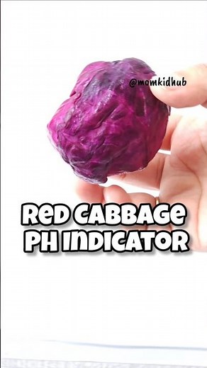 Red Cabbage PH Indicator Experiment/ Science Activity For Acidic- Basic Liquid #scienceforkids #stem