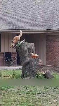 Squirrel Runs Rings Around Fox for Hours, Shocking Ending 🦊😱#shorts