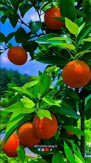 Exploring Fresh Orange Fruits from the Garden | fresh-fruit-farming-fruit-trees-harvest-natural