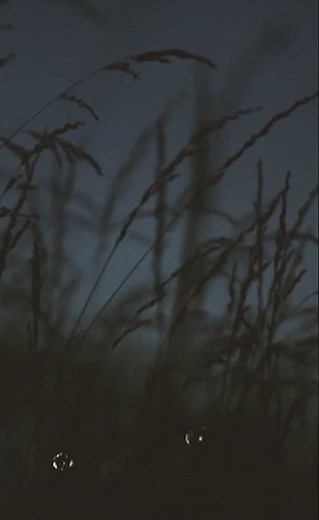 Firefly – The Glowing Wonder of the Night