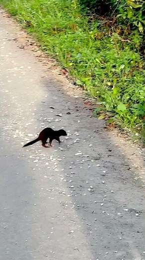 Glimpse into the secret life of a Florida mink! #floridawildlife #ecosystem #naturelovers