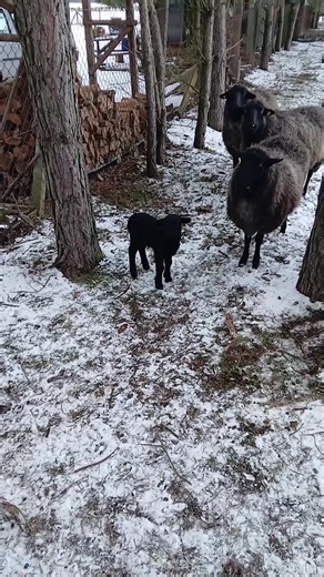 Flying Dutch Schultz (@dutch.schultz3)’s videos with Originalton - Thorfinn