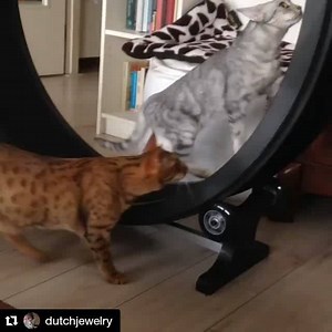1.4M views · 19K reactions | One Fast Cat and one jealous cat! Make...