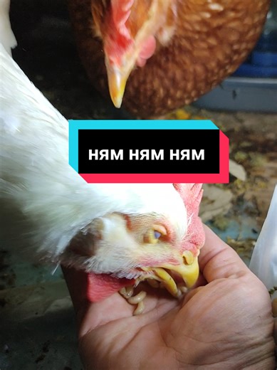 жива їжа для мутантів курей, chicken pets with mutations #creatorsearchinsights #chicken #fyr #meme @mutant_chick