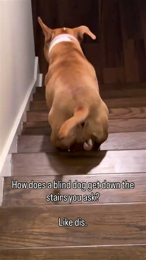 Teaching an eyeless dog to go down the stairs was a learning curve for sure #dog#short