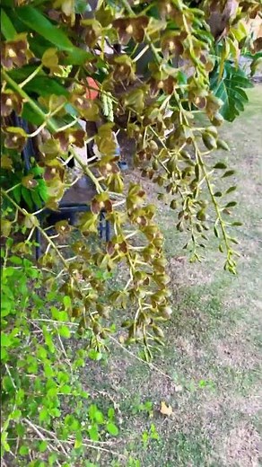 Grammatophyllum Orchid in full bloom 9 spikes!