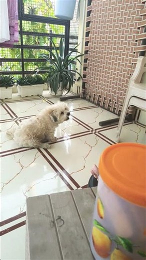 Every day is an adventure when you're a Lhasa Apso! 🐶✨