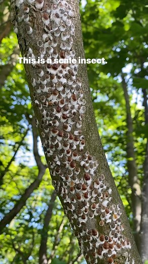 14K views · 87 reactions | Scale insect (greenfly equivalent)to a limpet, the aphid, the aphid hides under a shell #gardening #plants #gardenpests | Dave The Plantman | Facebook