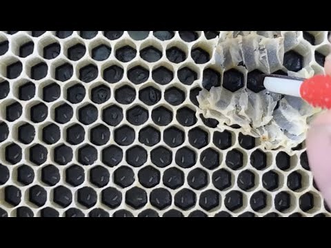 Raising Queens - Grafting to Incubation