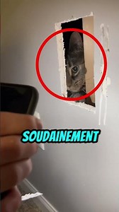 She opened the wall to save this kitten 🥹🐱 #rescue #cat #shorts