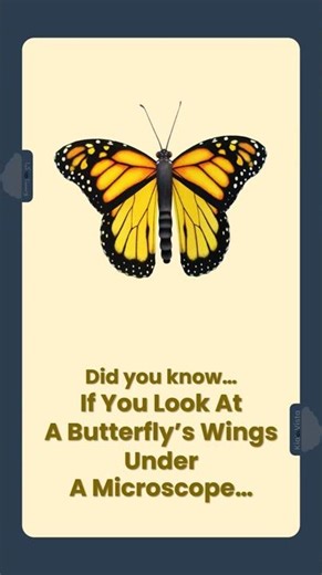 How do butterfly wings look under a microscope?