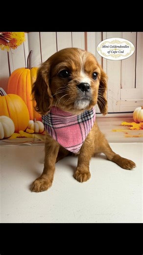 How cute is little Chanel 😍 This tiny little lady is so sweet. Chanel is our Mini Cavapoo, who has a beautiful Cavalier King Charles Spaniel look — those sweet puppy eyes and her adorable little face make her extra irresistible. Come meet this sweetheart! 🎀 Please check our contact info below for details. 📞 508-492-2212 🌐 https://minigoldendoodlesofcapecodllc.com 📍 2 Williams Ave, Pocasset, MA 🕘 Mon-Fri 9-5, Sat-Sun 10-6 Life is just better with a 'Mini Goldendoodles of Cape Cod' Doodle by