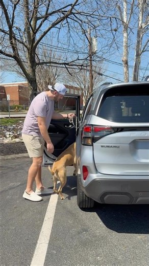 #ShelterDogSaturday: Springer’s healed and ready for his forever home! @Subaru #Sponsored