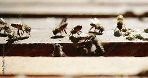 Close-up of honey bees feeding on honeycomb box