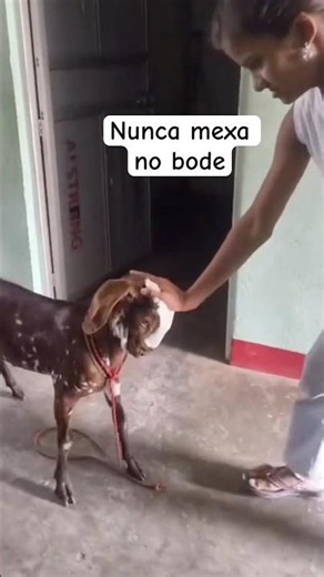 NUNCA MEXA NO BODE #cachorro #dog #petsfofinhos