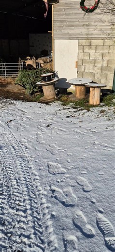 The snow has melted, the rain is back — but inside our cosy café, the cats are curled up warm and dry. 🐾☕ And out in the barn, our bouncy lambs are busy exploring! Book in for a truly cosy cat café experience and enjoy a visit with our lambs too. The UK’s only free-range cat café. www.alpacatrekkingcornwall.com | Paws & Purs Cat Cafe Cornwall