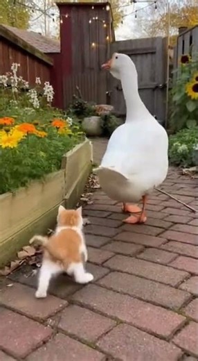 The Little Adventure of Chasing Tails