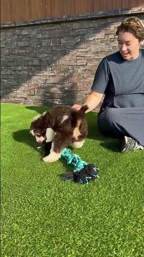 Mini aussiedoodles playtime! ❤️#miniaussiedoodle
